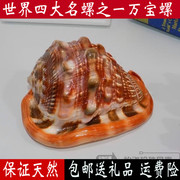 万宝螺世界四大名螺招财螺天然海螺贝壳海螺家居饰品收藏