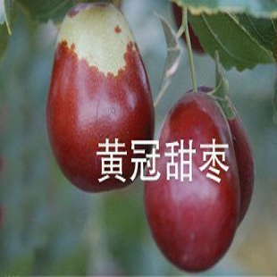 courtyard Potted fruit trees Jujube sweet yellow crown*Crisp white flesh,Taste sweetin the Flower delivery/Flowers simulation/Plants gardening , Garden plants/Trees wood/Fruit tree category - from Buy2taobao.com to provide professional Taobao agent buy service
