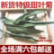 上下架计划:2014 喝花茶必备 特级甜叶菊茶 甜菊叶茶 降血糖血脂 50克满包邮