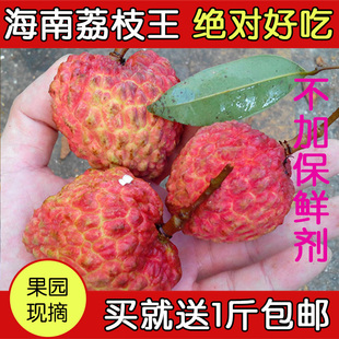 预售海南荔枝王 新鲜水果永兴火山糯米糍荔枝