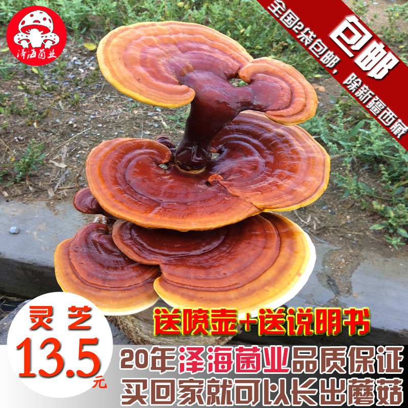 食用蘑菇大灵芝菌棒菌包菌种孢子粉家庭养殖盆景包邮林芝泽海菌业