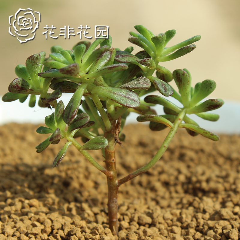多肉植物组合绿色植物办公室盆栽小人祭 防辐射【日本小松】在类目 鲜花速递/花卉仿真/绿植园艺, 花卉/绿植盆栽(新), 多肉植物中 - 来自Buy2taobao.com提供专业的淘宝代购服务