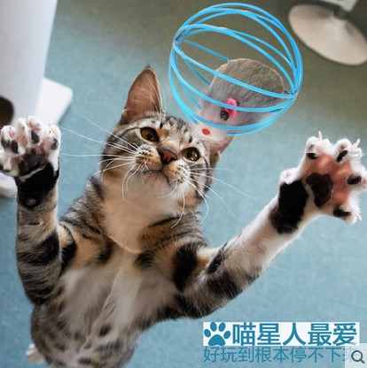 寵物貓咪玩具環保鐵籠老鼠貓玩具貓用品皮老鼠逗貓棒顏色隨機在類目 寵物/寵物食品及用品, 貓/狗玩具, 逗貓棒中 - 來自Buy2taobao.com提供專業的淘寶代購服務