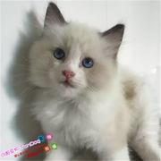 CFA血统蓝双色布偶猫幼猫出售纯种活体宠物猫咪幼崽布偶小猫g