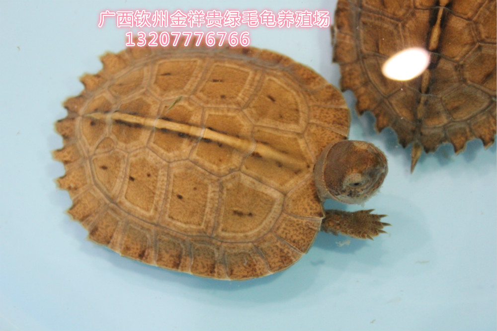 Vegetable turtle seedlingsin the Pet/Pet food and supplies , Aqua World , Turtle/Turtle category - from Buy2taobao.com to provide professional Taobao agent buy service