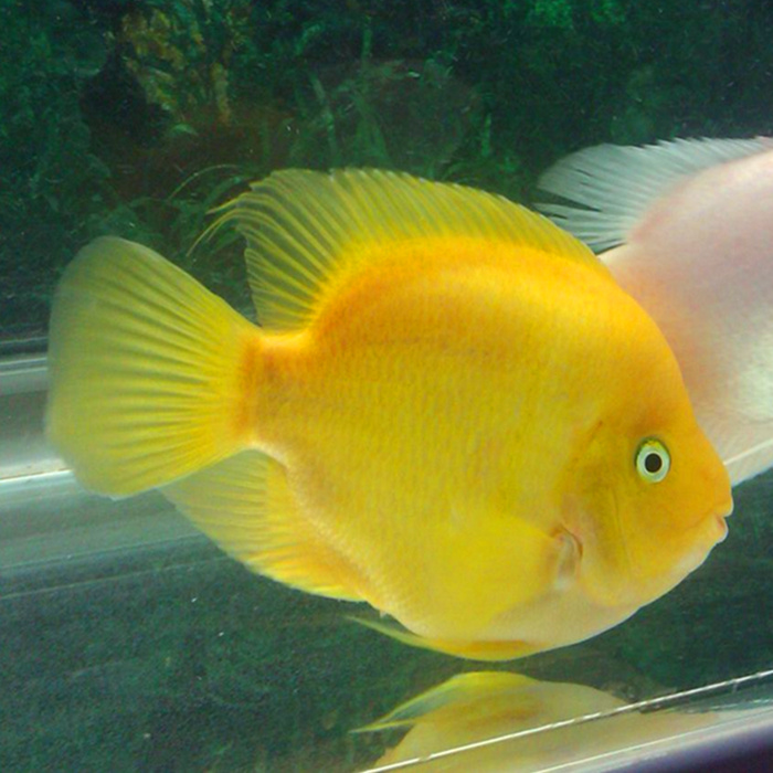 中大型鱼 热带鱼 观赏鱼 淡水鱼 长嘴鳄鱼 福鳄