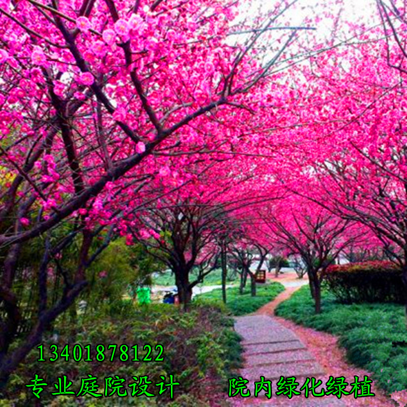 庭院綠化植物梅花樹苗盆栽地栽梅花苗紅梅榆葉梅美人梅綠梅臘梅在類目 鮮花速遞/花卉仿真/綠植園藝, 花園植物/行道樹/果樹, 行道樹/喬木中 - 來自Buy2taobao.com提供專業的淘寶代購服務