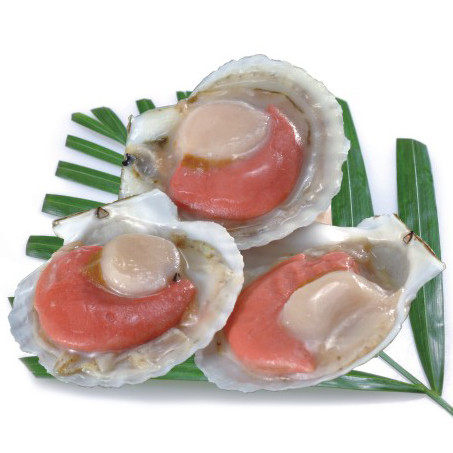 聚福鲜冷冻海鲜 獐子岛虾夷扇贝850g/袋7-10只 生鲜半壳扇贝