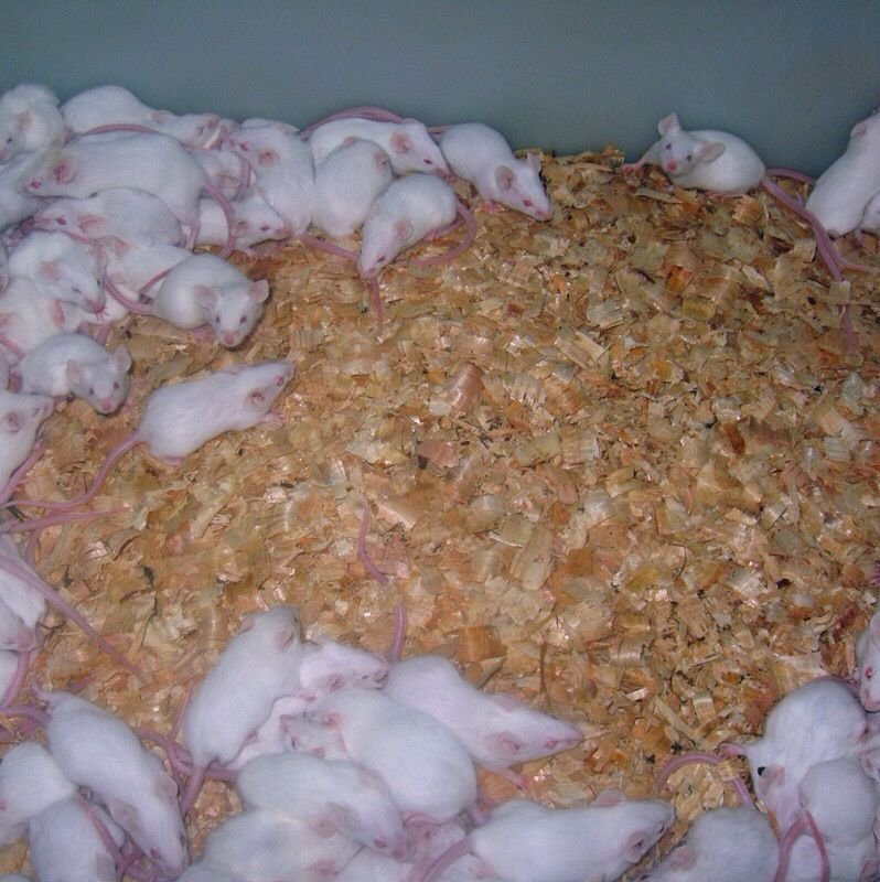 活动价小白鼠亚成活物饲料小亚成 鱼 龟 蛇黄金饲料 可速冻在类目 宠物/宠物食品及用品, 爬虫/鸣虫及其用品, 爬虫/鸣虫食物中 - 来自Buy2taobao.com提供专业的淘宝代购服务