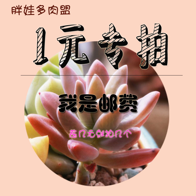运费专拍、运费是几元拍几件在类目 鲜花速递/花卉仿真/绿植园艺, 园艺用品, 家庭园艺肥料/营养土/营养液中 - 来自Buy2taobao.com提供专业的淘宝代购服务