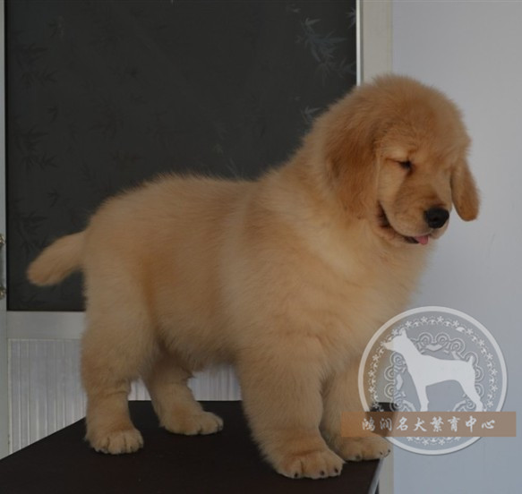 纯种金毛犬幼犬狗狗出售 金毛寻回犬血统纯正可上门挑选A41在类目 宠物/宠物食品及用品, 狗狗中 - 来自Buy2taobao.com提供专业的淘宝代购服务