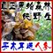 上下架计划:极品 深山纯天然野生黑木耳 东北黑木耳野生干货特级秋木耳礼盒装