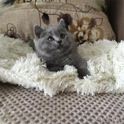 英短蓝猫活体宠物猫纯种英国短毛猫 英国蓝猫幼猫包子脸蓝胖子p