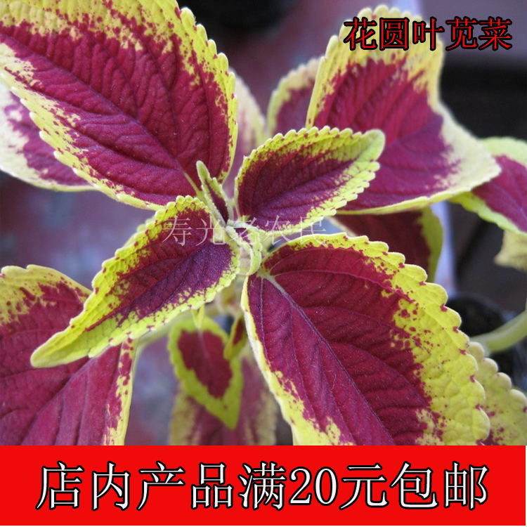 圓葉紅苋菜種子 陽台盆栽 種植簡單 春夏秋播種 壽光蔬菜種子在類目 鮮花速遞/花卉仿真/綠植園藝, 園藝用品, 智能園藝用品中 - 來自Buy2taobao.com提供專業的淘寶代購服務