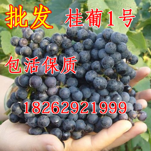 热卖假一赔十 桂葡1号双性花山葡萄苗 种一年结果 酿酒野葡萄树苗|ruв категории доставка цветов/цветок моделирования/растения садоводства, двор растений/тротуар деревья/фруктовых деревьев - от Buy2taobao.com для оказания профессиональной услуги покупки агента Taobao