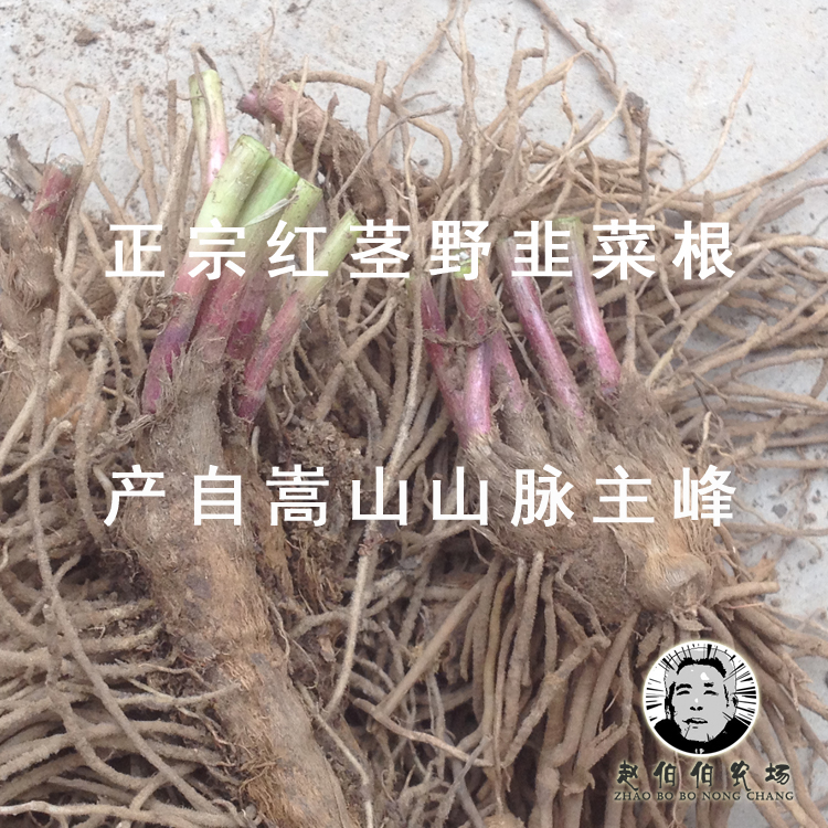 Allium tuberosum Wild leek Songshan wild Leek root Leek seeds seed Faster Chives Chivesin the Aquatic meat/Fresh fruits and vegetables/Cooked , Fresh vegetables/Vegetable products , Fresh vegetables , Other category - from Buy2taobao.com to provide professional Taobao agent buy service