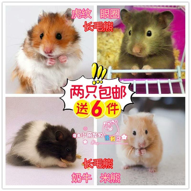 一只价格【海南小丽实体店】丁香虎纹肉桂米熊眼圈纯,拍两只包邮在类目 宠物/宠物食品及用品, 仓鼠类及其它小宠, 仓鼠中 - 来自Buy2taobao.com提供专业的淘宝代购服务