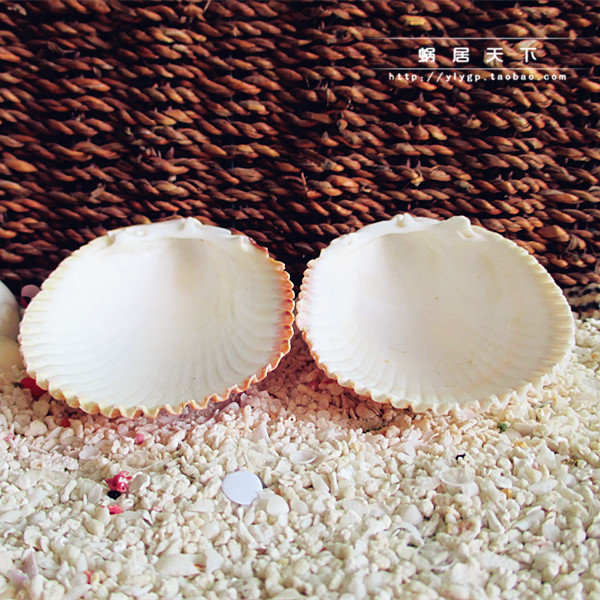 【龙扇贝-蜗居天下】寄居蟹专用食物盆+喂水器1对2片天然海螺贝壳在类目 宠物/宠物食品及用品, 水族世界, 蟹中 - 来自Buy2taobao.com提供专业的淘宝代购服务