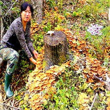 【白山木耳灵芝人参延边特产野山参指标女人蘑店长发展性v木耳中小学图片