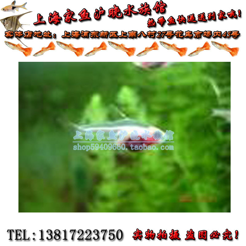 玻璃彩旗鱼 红肚皮鱼 红肚玻璃鱼 小型热带鱼 1.5元/条淡水|ruв категории животное/Животное питание и принадлежностей, аквариум мира, рыба - от Buy2taobao.com для оказания профессиональной услуги покупки агента Taobao