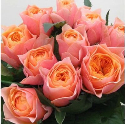 【竹山月季园】温柔珊瑚心 勤花花期长月季花苗