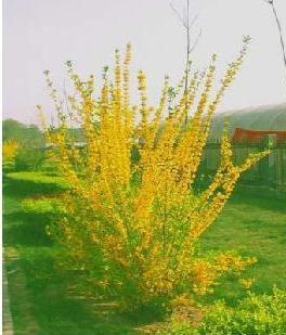 gardens Parterre Botany Bell Flower Forsythia Seedlings Forsythia seedlings Yellow Tiger Gold branch courtyard green Seedlingsin the Flower delivery/Flowers simulation/Plants gardening , Garden Plants/Trees/Fruit tree, Foliage/Flowering Shrubs category - from Buy2taobao.com to provide professional Taobao agent buy service