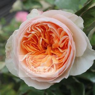 朱丽叶 月季品牌官网,朱丽叶 月季什么牌子好,朱