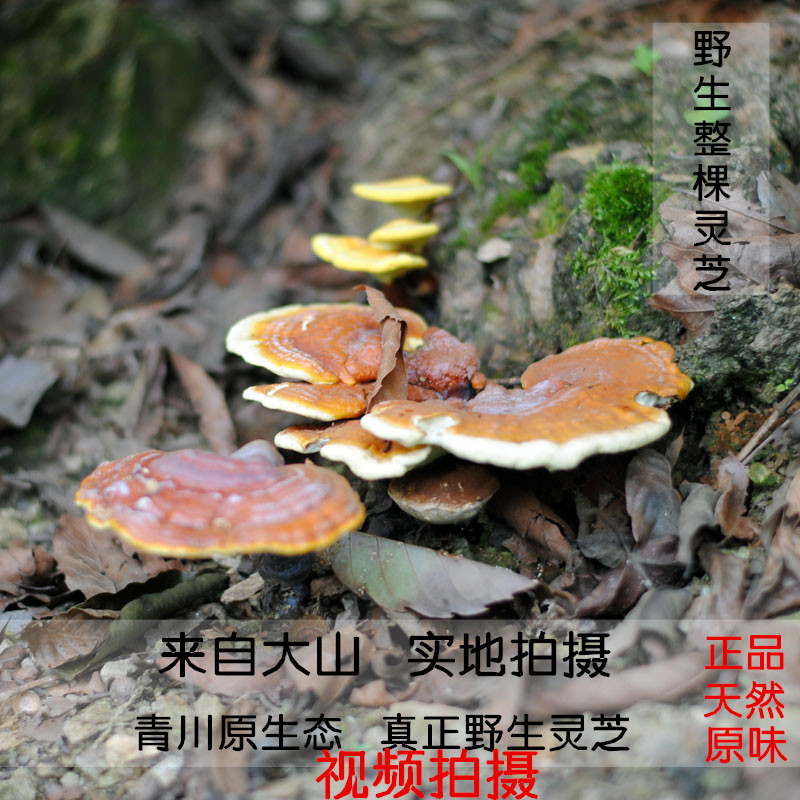 農家自釆高山純野生靈芝菌 整顆赤紅靈芝靈芝靈芝粉100克幹貨在類目 傳統滋補營養品, 靈芝, 整枝靈芝中 - 來自Buy2taobao.com提供專業的淘寶代購服務