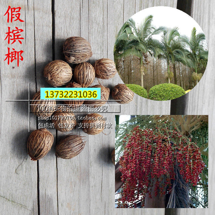 林木种子新采优质假槟榔种子亚历山大椰子种子假槟榔树行道树种