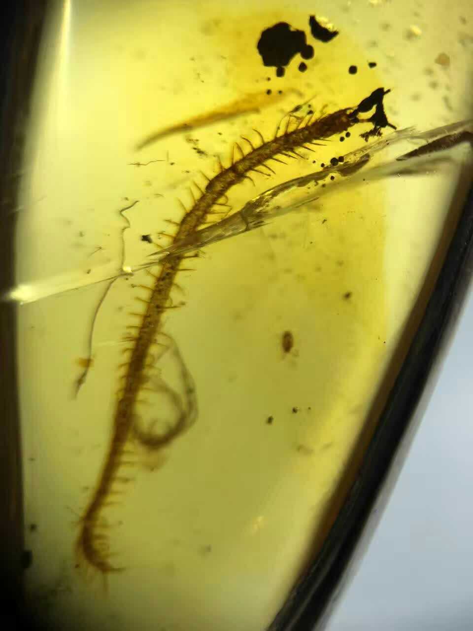 緬甸蟲珀金珀 蜈蚣挂墜在類目 飾品/流行首飾/時尚飾品新, 項墜/吊墜中 - 來自Buy2taobao.com提供專業的淘寶代購服務