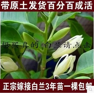 白兰花树苗 白兰花盆栽 白兰花苗 黄角兰树苗 净化空气 浓香绿植