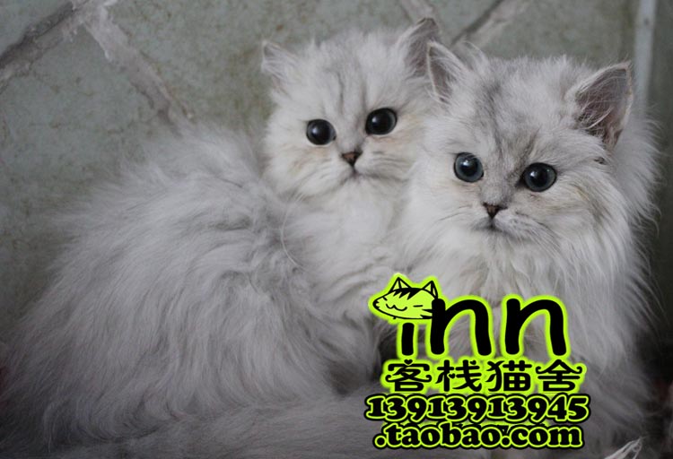 Race Class Chinchilla Thoroughbred Gradient Persian Long-haired cat Jiangsu Nanjing cat Pets Kittyin the Pet/Pet food and supplies , Kitty category - from Buy2taobao.com to provide professional Taobao agent buy service