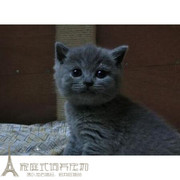 英短蓝猫 英国短毛猫纯种英短蓝猫宠物猫家养活体家养 赛级英短p