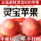 上下架计划:灵宝SOD苹果 新鲜河南灵宝寺河山sod有机红富士苹果 水果礼品包邮