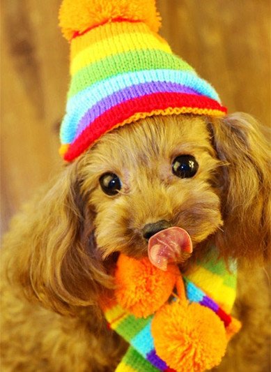 Sell Meng~Dogs Hat scarf Foot sleeve Three-piece Suite Teddy dog Hat Dogs Collar Socks winter keep warmin the Pet/Pet food and supplies , Pet apparel and accessories , Hat category - from Buy2taobao.com to provide professional Taobao agent buy service