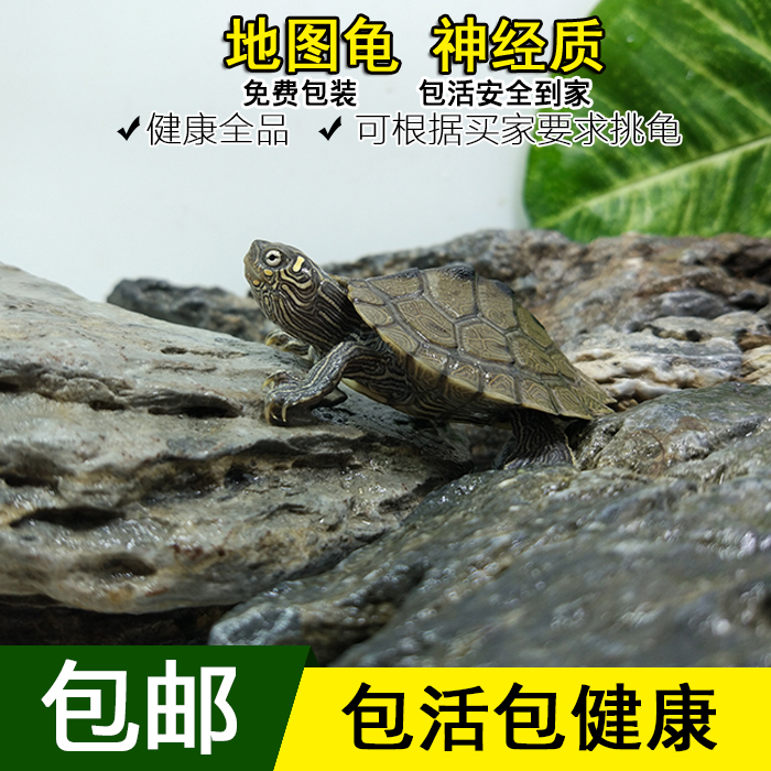 2018年密西西比地图龟活体乌龟宠物龟苗深水小地图龟苗观赏龟包邮在类目 宠物/宠物食品及用品, 水族世界, 龟/鳖中 - 来自Buy2taobao.com提供专业的淘宝代购服务