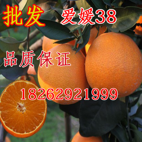 批发爱媛橘苗 嫁接爱媛38号杂柑苗 结果苗爱媛38号 柑橘树苗在类目 鲜花速递/花卉仿真/绿植园艺, 庭院植物/行道树木/果树中 - 来自Buy2taobao.com提供专业的淘宝代购服务