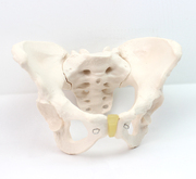 进口医学标准女性骨盆，妇科检查模型人体，骨骼标本骨盆测量模型