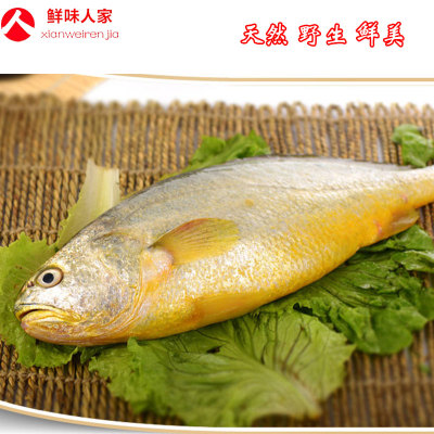 新鲜野生黄花鱼 1.2-1.5斤\/条 冰鲜肉质细嫩鲜美 海鲜送礼 - 超低折扣