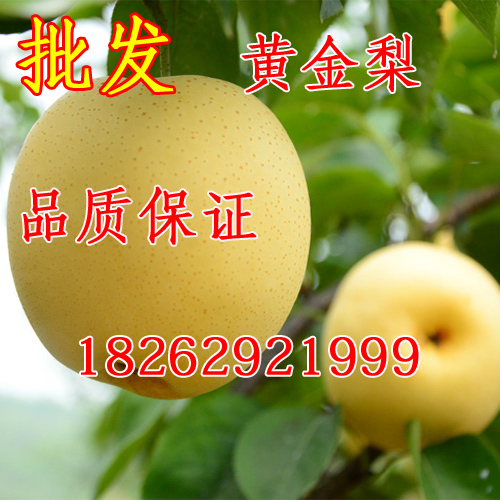 庭院 梨树苗 梨树树苗 梨树嫁接苗 黄金梨苗 果树苗 黄金梨树苗在类目 鲜花速递/花卉仿真/绿植园艺, 庭院植物/行道树木/果树中 - 来自Buy2taobao.com提供专业的淘宝代购服务