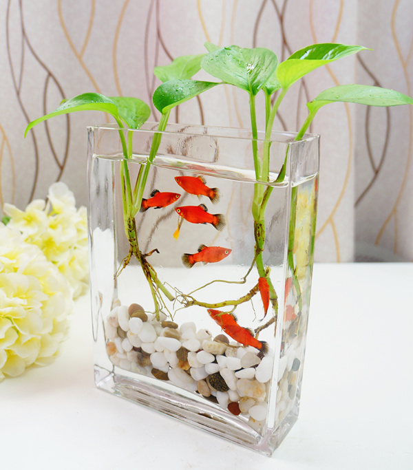 水养水培绿萝玻璃花瓶 透明鱼缸乌龟缸 室内园