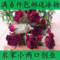 上下架计划:任意6件包邮花草茶康乃馨花茶云南特产排毒养颜祛斑调理50g秋季