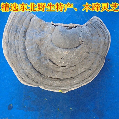 野生精選木靈芝 木蹄層孔菌 馬蹄肝靈芝 250克在類目 傳統滋補營養品, 靈芝, 整枝靈芝中 - 來自Buy2taobao.com提供專業的淘寶代購服務