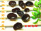 上下架计划:粤北特产 野生老鼠木耳 顶级椴木云耳  黑木耳干货 送礼佳品包邮