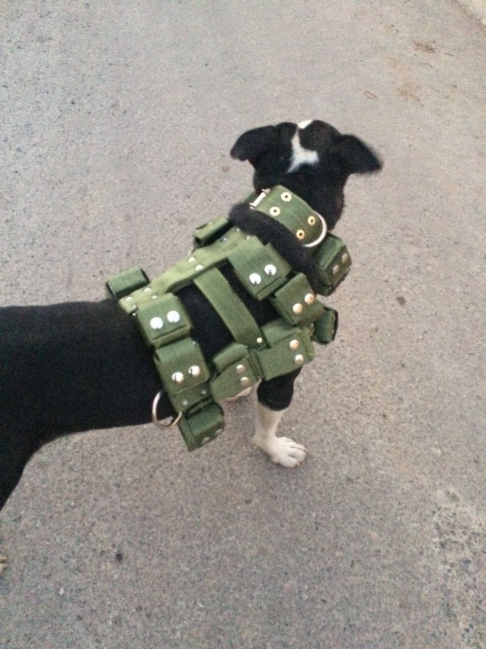 比特犬訓練裝備用品,25斤負重訓練裝備,背帶在類目 寵物/寵物食品及用品, 貓/狗日用品, 項圈中 - 來自Buy2taobao.com提供專業的淘寶代購服務