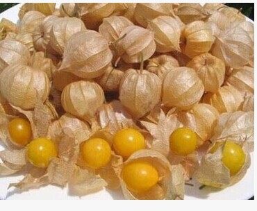 新鲜灯笼果东北特产黄\/花姑娘果新鲜水果洋姑