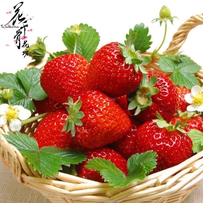 奶油白草莓种子 非转基因 阳台盆栽蔬菜蔬果种