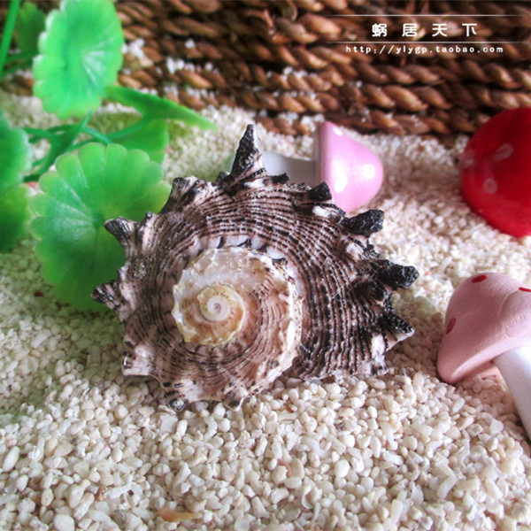 【勇士螺-蜗居天下】3-5cm寄居蟹替换壳 专用备用壳 天然贝壳海螺|msdalam kategori haiwan peliharaan/makanan haiwan dan bekalan, Aquarium World, ketam - dari Buy2taobao.com untuk memberikan perkhidmatan ejen Taobao profesional membeli