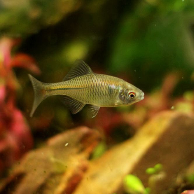 Don't Heating 6in the Pet/Pet food and supplies , Aqua World , Fish category - from Buy2taobao.com to provide professional Taobao agent buy service