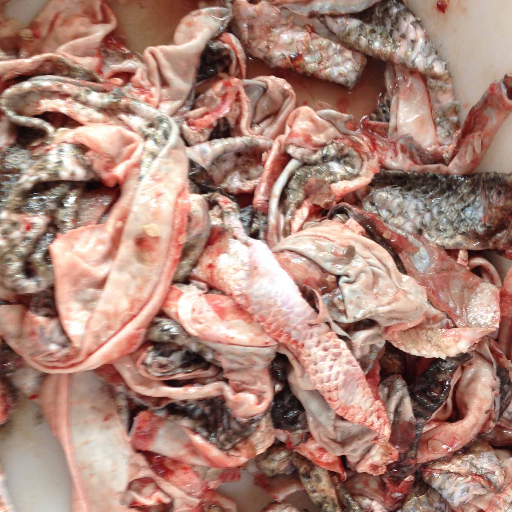 新鮮黑魚皮去鱗烏鳢皮鮮活水産分割魚涼菜真空袋裝冷鏈量大包郵在類目 水產肉類/新鮮蔬果/熟食, 海鮮/水產品/製品, 淡水魚類中 - 來自Buy2taobao.com提供專業的淘寶代購服務